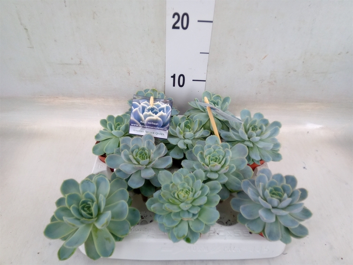 <h4>Echeveria   ...</h4>