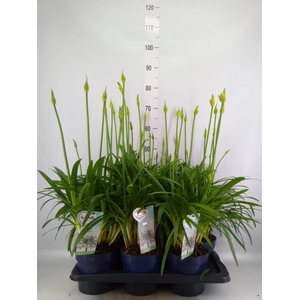 Agapanthus  'Amourette Superb Whit'