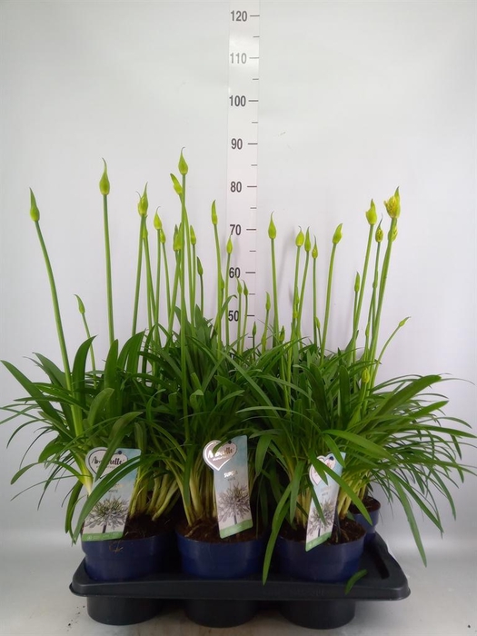 <h4>Agapanthus  'Amourette Superb Whit'</h4>