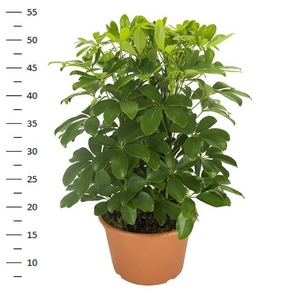 Schefflera arboricola Nora 21Ø 50cm 3pp