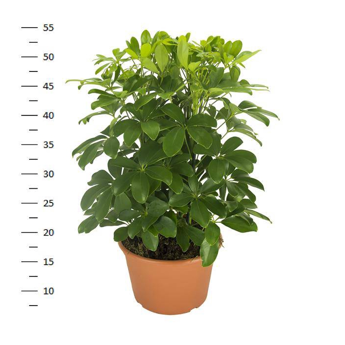 <h4>Schefflera arboricola Nora 21Ø 50cm 3pp</h4>