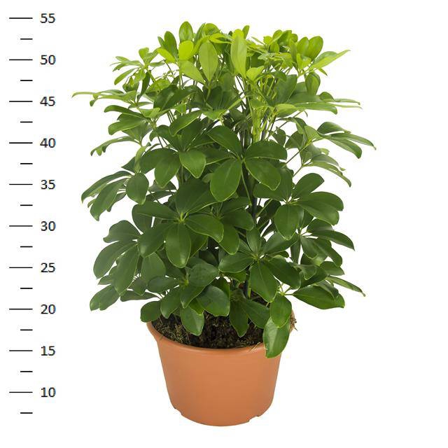 Schefflera arboricola Nora 21Ø 50cm 3pp