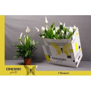 Spathiphyllum Sweet Chico 13Ø 55cm 7fl