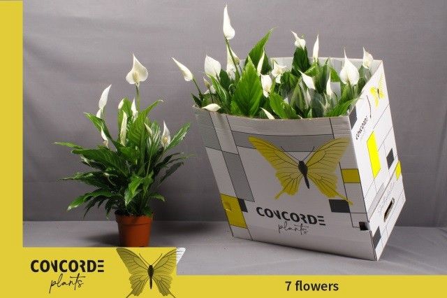Spathiphyllum Sweet Chico 13Ø 55cm 7fl