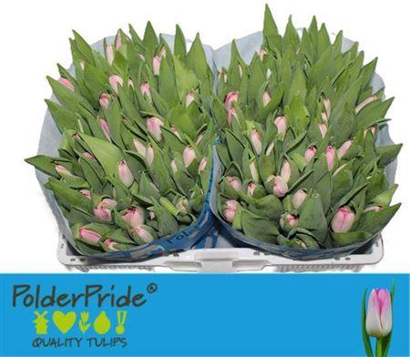 <h4>Tu En Dynasty</h4>