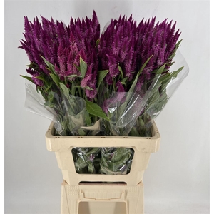 CELOSIA CELWAY PURPLE