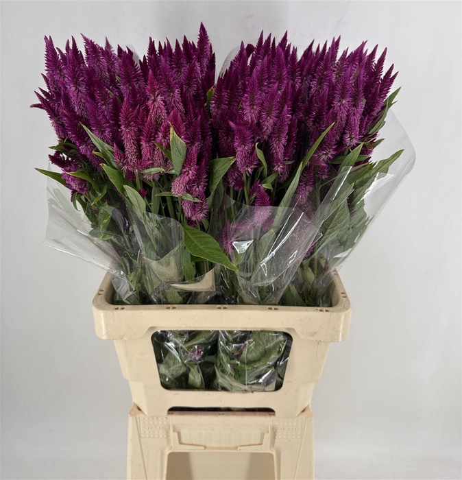 <h4>CELOSIA CELWAY PURPLE</h4>