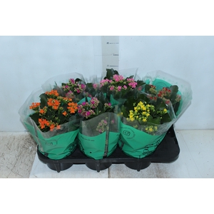 KALANCHOE P15