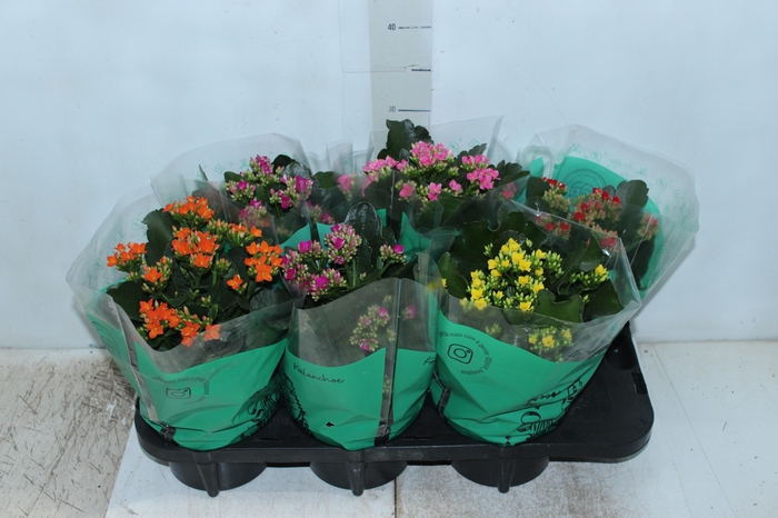 <h4>KALANCHOE P15</h4>