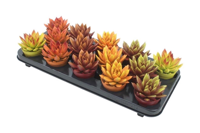 <h4>Miranda Bicoloured Autumn Mix</h4>