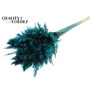 Pampas Grass 70cm 10st/bunch Turquoise