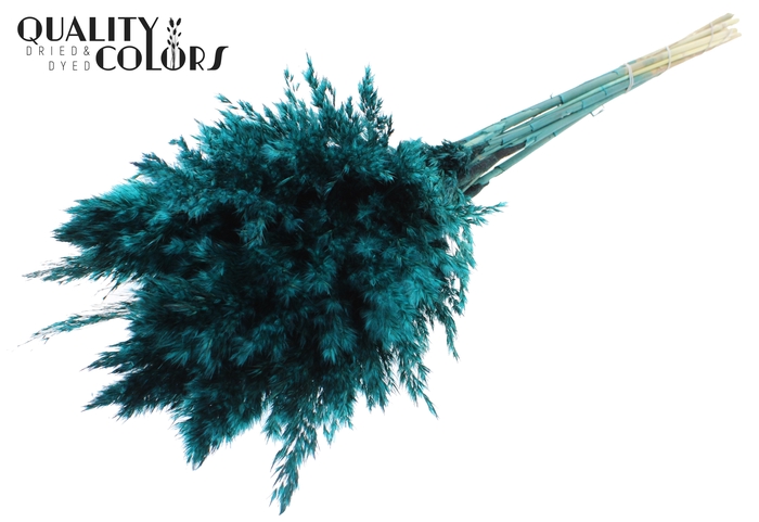 <h4>Pampas Grass 70cm 10st/bunch Turquoise</h4>