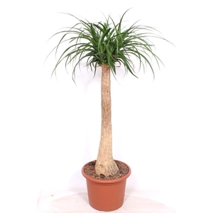Beaucarnea recurvata