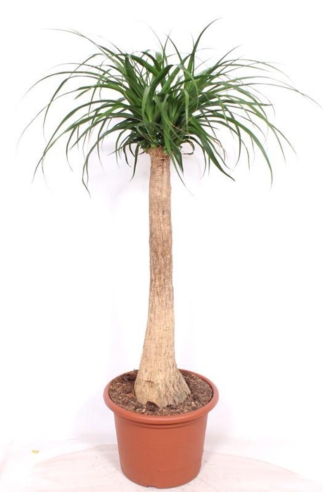 <h4>Beaucarnea recurvata</h4>