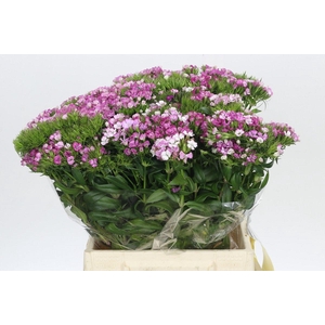 Dianthus Br Amazon Rose Magic