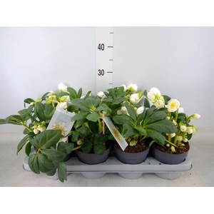 Helleborus   ...