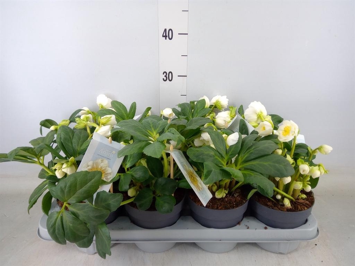 <h4>Helleborus ...</h4>