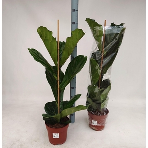 FICUS LYRATA