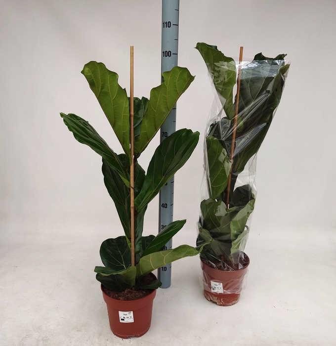 <h4>FICUS LYRATA</h4>