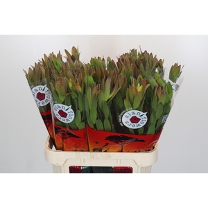 Leucadendron Goldstrike