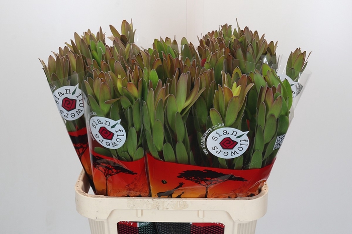 <h4>Leucadendron Goldstrike</h4>