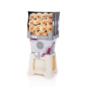 Gerbera Cafe del Mar Diamond