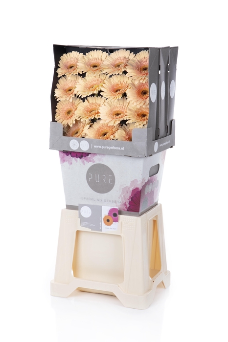 <h4>Gerbera Cafe del Mar Diamond</h4>