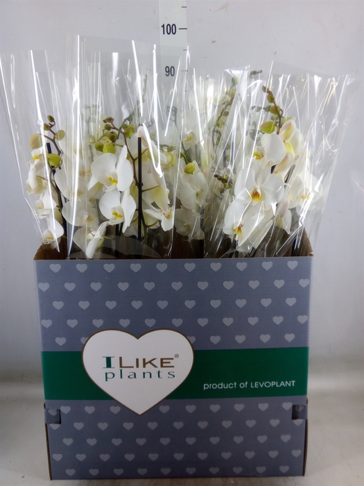 <h4>Phalaenopsis   ...white</h4>