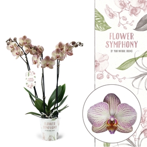 Flower Symphony | Varese | Phalaenopsis 3 spike