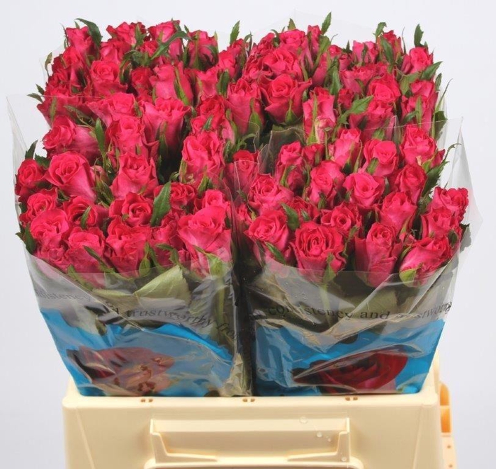 <h4>R GR ORCHESTRA</h4>