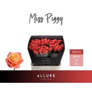 ROSA GR 'MISS PIGGY'