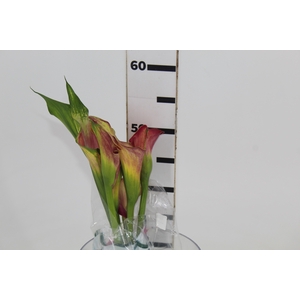 CALLAS EXOTIC VARIADA 040 CM