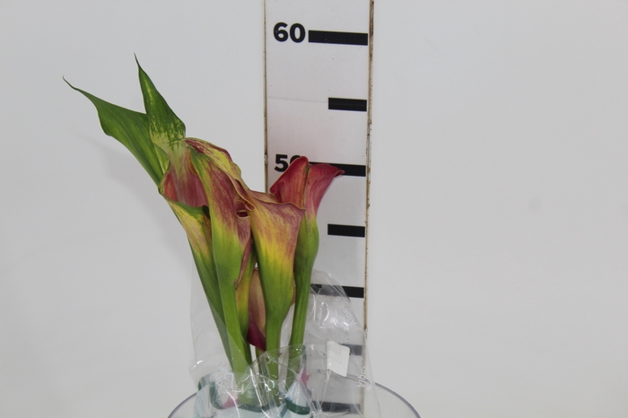 CALLAS EXOTIC VARIADA 040 CM