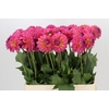 Dahlia Barbados
