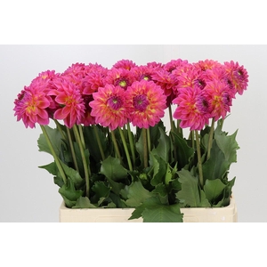 Dahlia Barbados