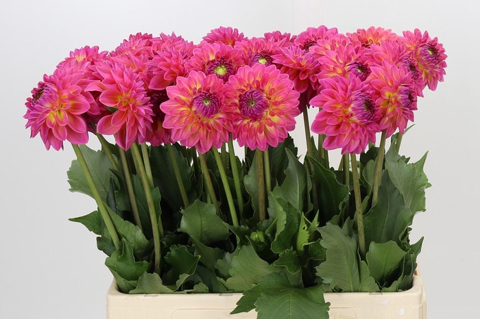 Dahlia Barbados