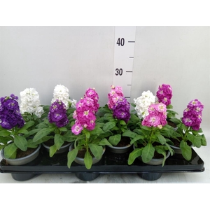 Matthiola incana   ...