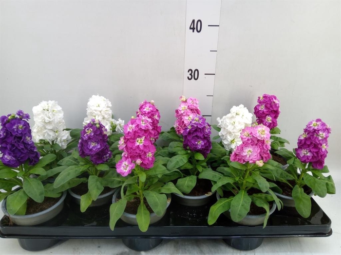 <h4>Matthiola incana   ...</h4>