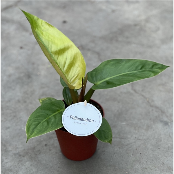 <h4>Philodendron Jungle Fever</h4>