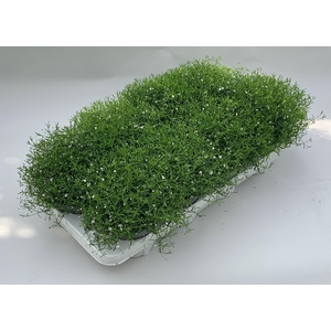 Gypsophila muralis 'Gypsy White'