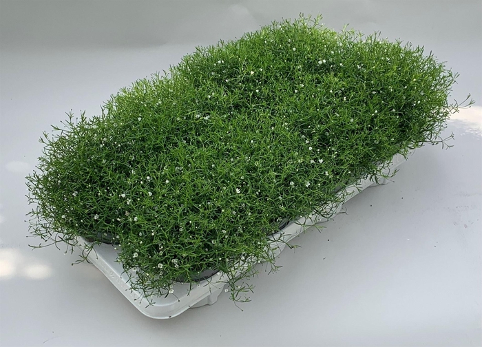 <h4>Gypsophila muralis 'Gypsy White'</h4>