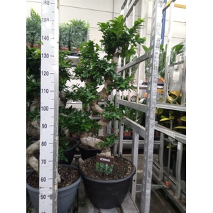 Ficus microcarpa 'Ginseng'