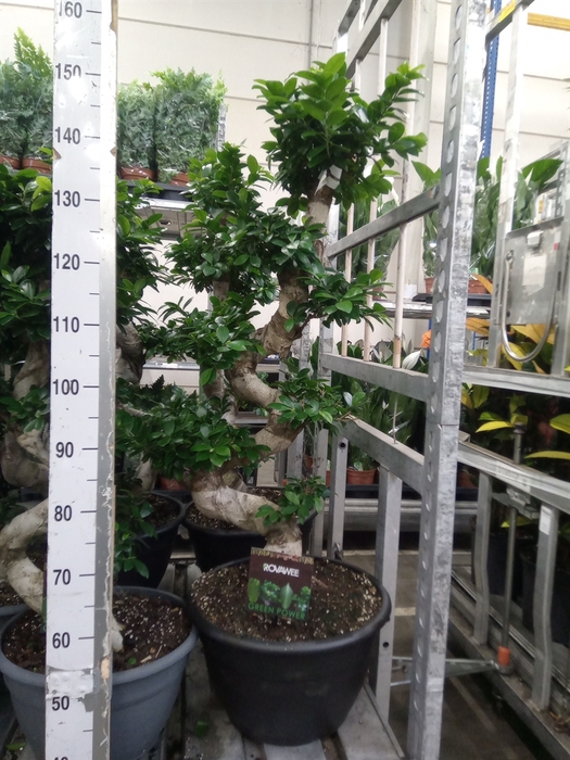 <h4>Ficus microcarpa 'Ginseng'</h4>