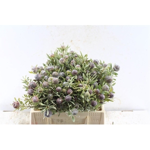 Kaaps Leucad Pubescens