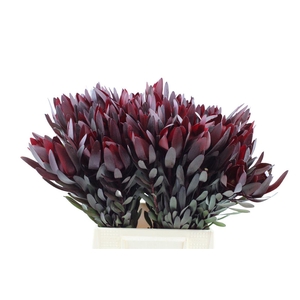 Leucadendron Safari Sunset 50