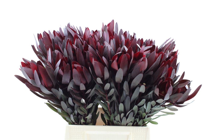 <h4>Leucadendron Safari Sunset 50</h4>