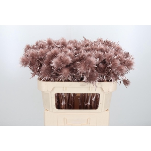 Eryn Supernova Kl Bh Champagne