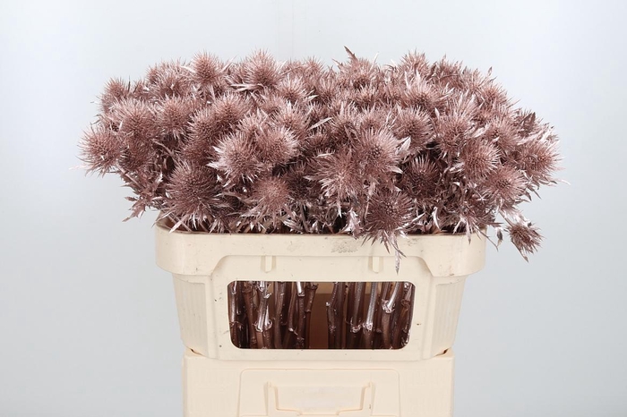 <h4>Eryn Supernova Kl Bh Champagne</h4>