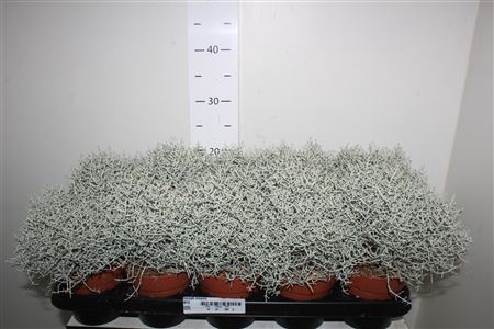 <h4>Leucoph Brownii</h4>