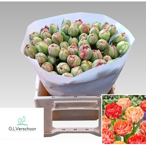 TU DU GUDOSHNIK DOUB